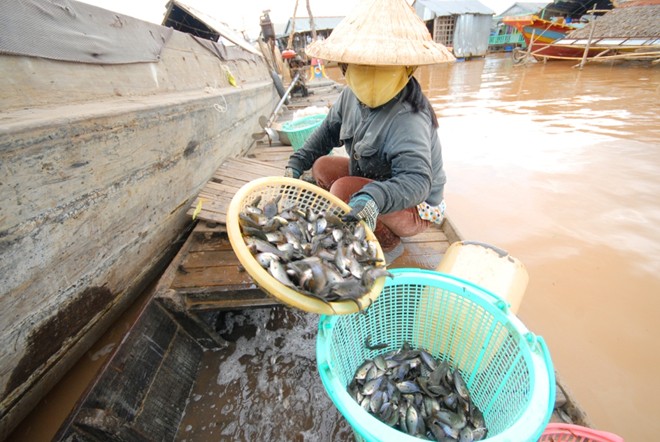 Chợ[-]sỉ[-]cá,[-]cua[-]đồng[-]ở[-]vùng[-]rốn[-]lũ[-]Đồng[-]Tháp[-]Mười
